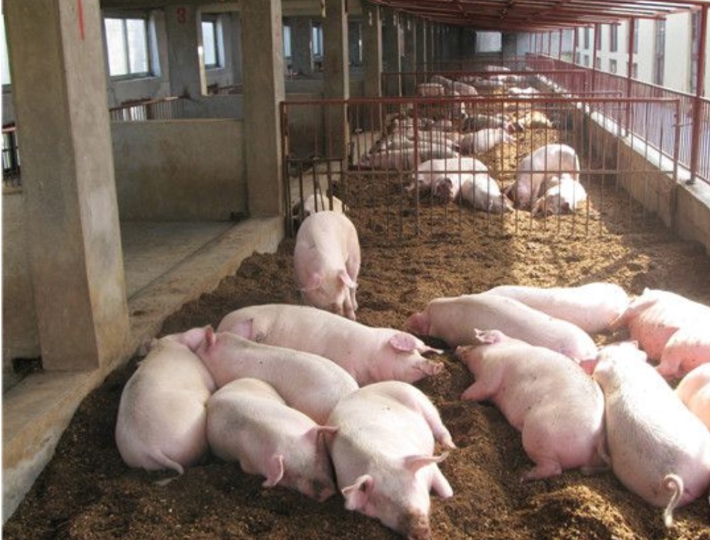 生豬產能恢復超預期，生豬期貨年內跌超50％