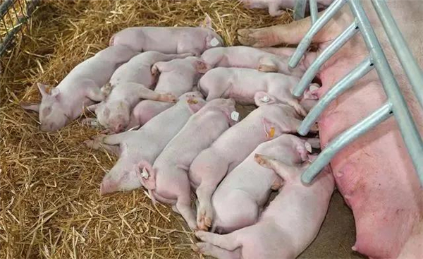怎樣提高母豬產仔數？養豬人做好這5點，母豬每胎都能高產