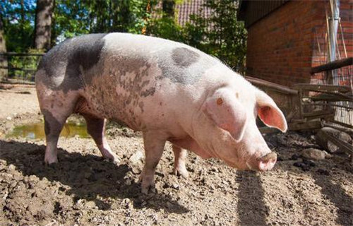 多家豬企三季度巨虧 豬周期處于下跌過程中的反彈狀態